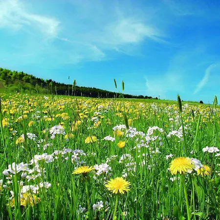 索奈恩霍夫公寓 - 维林 2*